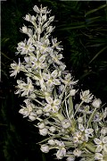 Frasera -Monument Plant